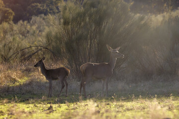 zwei weibliche Rothirsche auf einer Wiese im Abendlicht