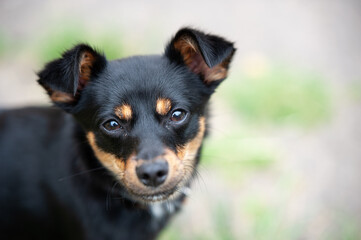 Cute black and tan dog looking curiously at the camera in a grassy area during the day