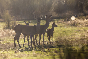 eine Gruppe weiblicher Rothirsche steht auf einer Wiese im Abendlicht