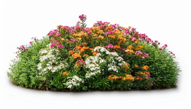 beautiful greenery and shrubbery with small colorful flowers isolated on white background