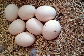 Chicken eggs in straw nest at farm 