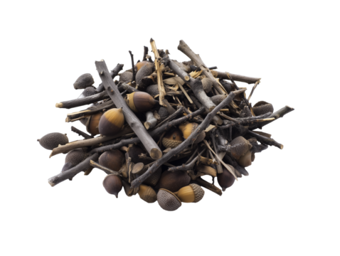 Close-up of intertwined twigs and scattered acorns on a transparent background