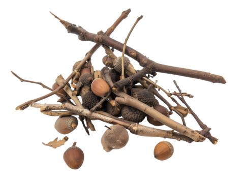 Assorted twigs, acorns, and pinecones on transparent background