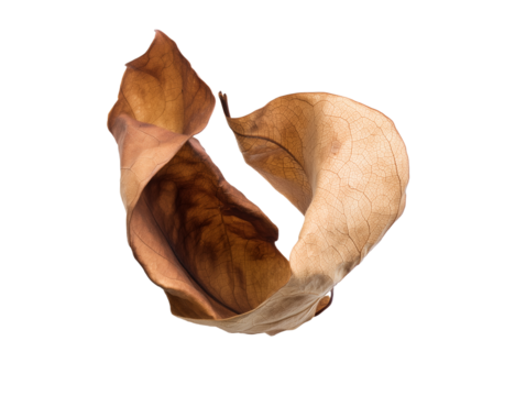 Close-up of a single dried leaf with intricate organic structure and natural texture on transparent background