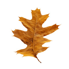 Obraz premium Single dried oak leaf with prominent veins on transparent background