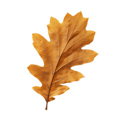 Obraz premium Intricate oak leaf with golden-brown autumn tones on transparent background