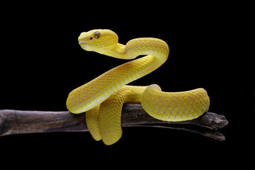Yellow White-lipped Pit Viper isolated on black background (Trimeresurus insularis), close-up yellow viper snake 