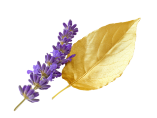 Close-up of vibrant purple flowers with yellow centers and a large yellow leaf on transparent background