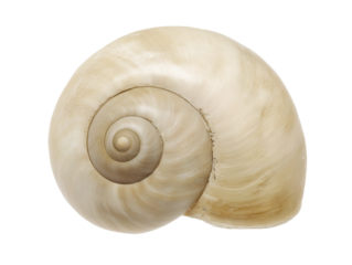 Single seashell with light beige hue and delicate spiraling lines on transparent background