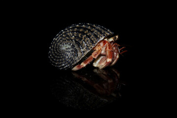 hermit crab isolated on black, Coenobita clypeatus	