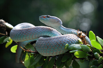 blue viper snake, venomous and poisonous snake	