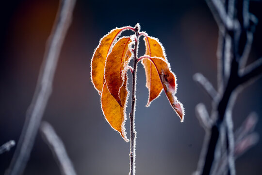 Frost-Covered Autumn Leaves on Branch