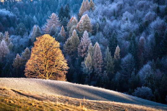 Frosty Autumn Meadow with Tree