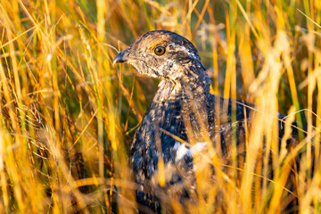 Finding Sharp-Tailed Grouse in Montana Grasslands