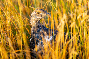 Finding Sharp-Tailed Grouse in Montana Grasslands
