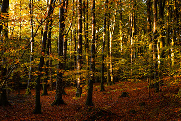 Sunlit autumn forest with golden leaves covering the ground at Emo Park, Ireland