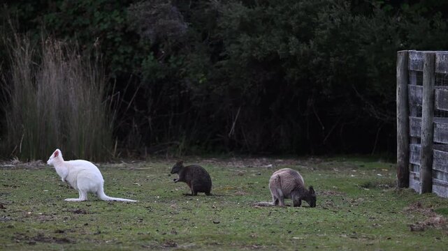 White wallabies are Bennetts wallabies, Macropus rufogriseus, with rare genetic mutation of white fur some are even Albinos with red eyes and nose, endemic to Bruny island, Tasmania, Australia.