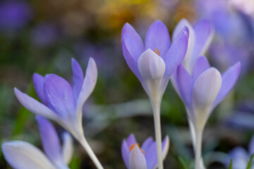 Fototapeta premium Blühende Krokusse, Crocus, selektive Schärfe