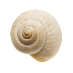 Single seashell with light beige hue and fine striations isolated on transparent background