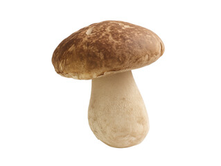 Single mature mushroom with mottled brown cap and light beige stem on transparent background