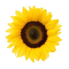 Fototapeta premium Single sunflower in full bloom with transparent background