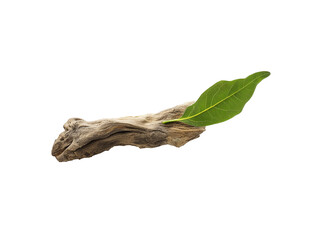 Weathered driftwood with green leaf on transparent background