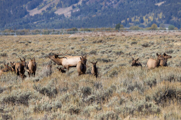 Bull and Cow Elk Rutting in Autumn in Grand Teton National Park Wyoming