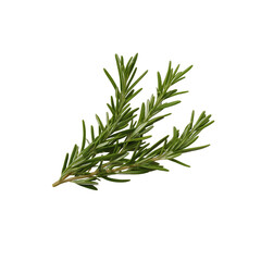 Fototapeta premium Close-up of vibrant green rosemary sprig with needle-like leaves on transparent background