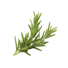 Fototapeta premium Close-up of a fresh rosemary sprig with vibrant green needle-like leaves on transparent background