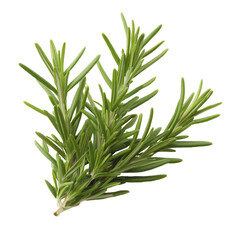 Obraz premium Close-up of fresh rosemary sprig with vibrant green leaves on transparent background