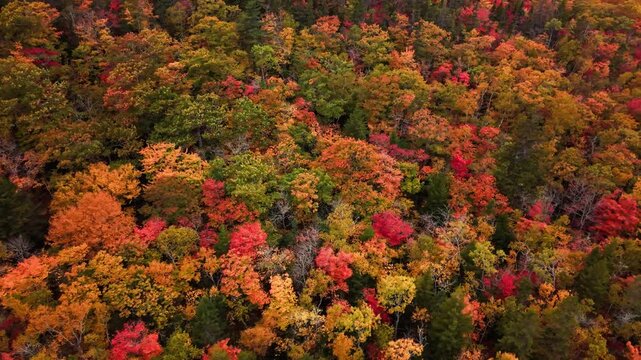 Cinematic View Of Dense Autumn Forest In Nova Scotia Canada With Red, Yellow, And Dark Green Trees, As The Camera Moves Up And Away Creating A Peaceful Mood.