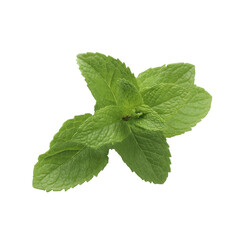 Single vibrant mint leaf with delicate veins and serrated edges on transparent background