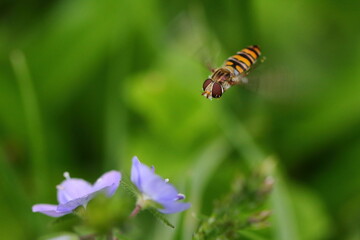 Abeille et fleur