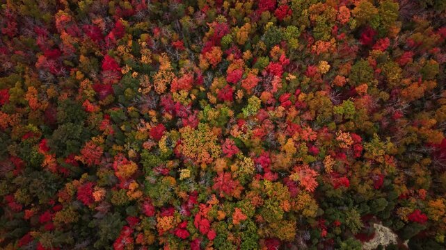 Top View Magnificent Fall Landscape With Bright Red, Orange, And Yellow Leaves In Thick Woodland Of Nova Scotia, Canada. Camera Spins And Pulls Back Revealing Forest Beauty.