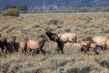Bull and Cow Elk Rutting in Autumn in Grand Teton National Park Wyoming