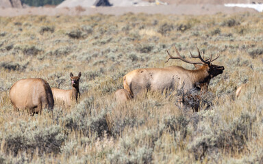 Bull and Cow Elk Rutting in Autumn in Grand Teton National Park Wyoming