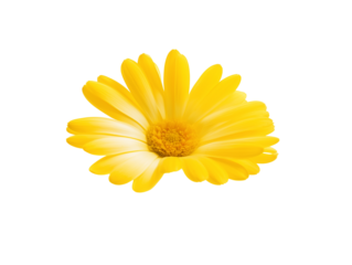 Single vibrant yellow daisy in full bloom with transparent background