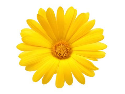 Single radiant yellow daisy with orange undertones on transparent background