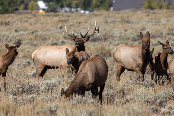 Bull and Cow Elk Rutting in Autumn in Grand Teton National Park Wyoming