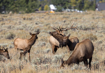 Bull and Cow Elk Rutting in Autumn in Grand Teton National Park Wyoming