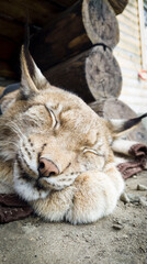 Lynx in deep sleep, vertical portrait. A wild cat resting with its head on its paws. Detailed view of its fur and ear tufts. Concept of wildlife, peace, and vulnerability.