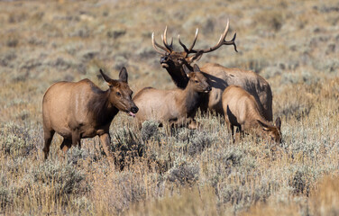 Bull and Cow Elk Rutting in Autumn in Grand Teton National Park Wyoming