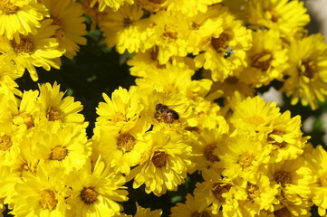 Yellow chrysanthemums