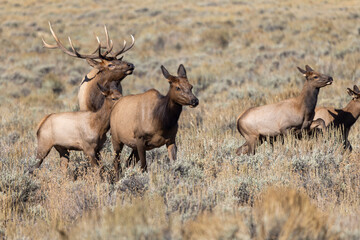 Bull and Cow Elk Rutting in Autumn in Grand Teton National Park Wyoming