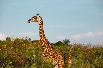 safari in Africa
