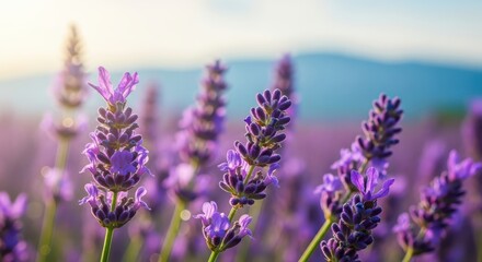 Obraz premium Close-up of blooming purple lavender flowers in a field with soft light and distant hills