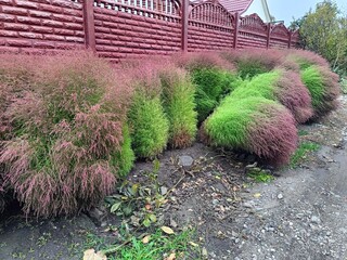 beautiful two-colored bushes of Kochia scoparia