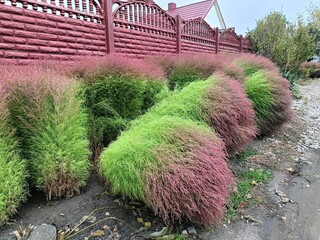 beautiful two-colored bushes of Kochia scoparia