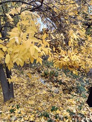 autumn colors of plants in the park