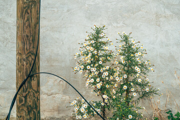 Uncultivated white aster flower blooming next to rough cement wall and old wooden utility pole